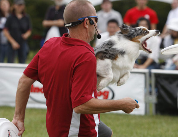 Dog Frisbee - German Championship